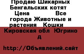 Продаю Шикарных Бенгальских котят › Цена ­ 17 000 - Все города Животные и растения » Кошки   . Кировская обл.,Югрино д.